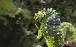 海马动物海洋