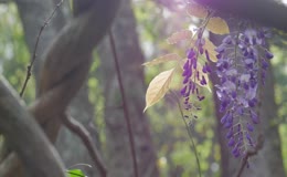 野花藤蔓植物紫色阳光紫藤花
