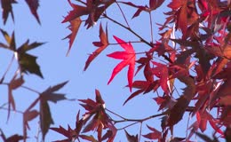 秋日枝头鲜红枫叶