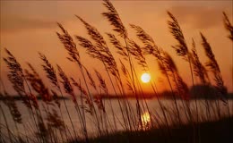 夕阳下的芦苇
