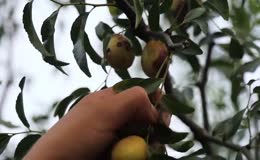 枝头采摘新鲜脆枣
