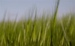 麦田麦苗农作物农田