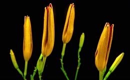 延时黄花菜