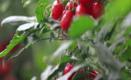 小番茄