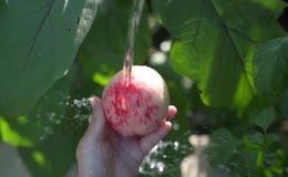 水沖新鲜的桃子