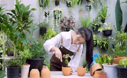 园艺种植花卉人物