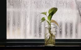 窗边绿萝雨景