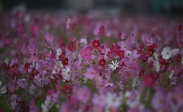 格桑花盛开花海