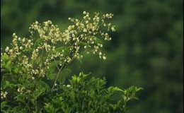 云实花的盛开景象