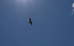雄鹰展翅飞翔