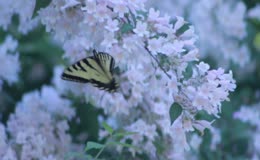 林间粉白小花与彩蝶
