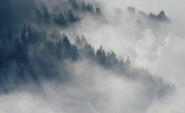 云海松林