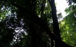 夏日森林阳光丁达尔效应