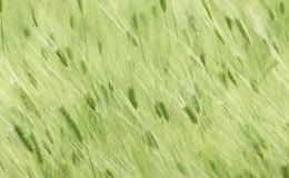 初夏麦田景色