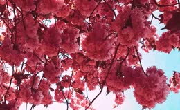 樱花烂漫下繁花似锦