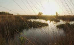 芦苇环绕的湖畔日落