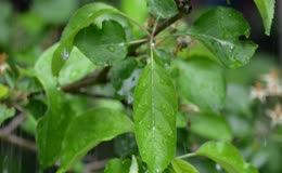 雨中树叶水珠特写