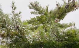 飘雪天气挂满积雪的松枝