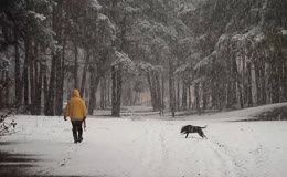 下雪天林间遛狗