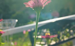 鲜花阳光春天百日菊特写
