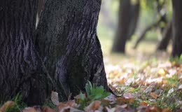 树木秋季树叶公园