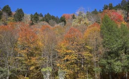秋季秋天山林红叶