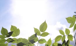 阳光树叶天空夏季