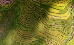 梯田风景稻田航拍稻谷风景秋收实拍