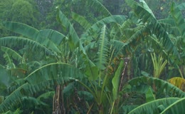 雨季雨天香蕉树绿树