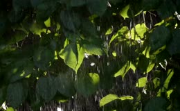 雨水冲刷树叶