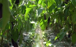 茄子