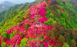 航拍湖北麻城龟峰山杜鹃花花海