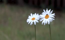 野外白色雏菊特写