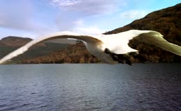 湖面上飞翔的大雁 