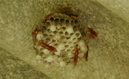 岩壁野生马蜂窝近景