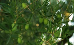夏季橄榄果实成熟