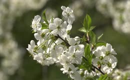 梨花梨树春天