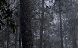 大雾笼罩原始松林