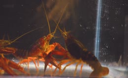 水族螯虾动态展示