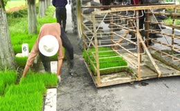 农机插秧准备工作