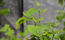 带水珠桑叶特写