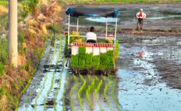 农田机械化水稻种植作业