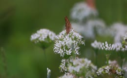 棕纹蝴蝶停驻白色韭菜花