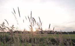 夕阳芦苇草地