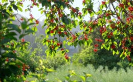 樱桃成熟季节鲜红果实挂满枝头