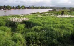 湖边草地绿意盎然