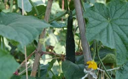 黄瓜生长自然田园种植实拍