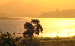 湖畔孤树金色夕照风景