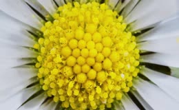 雏菊花蕊特写