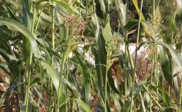 田间青绿高粱植株随风晃动